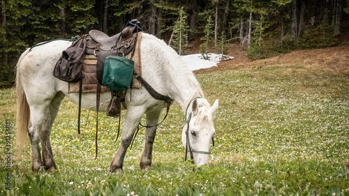White horse grazing in an alpine meadow full of spring beauty and glacier lilly flowers (BC, Canada).