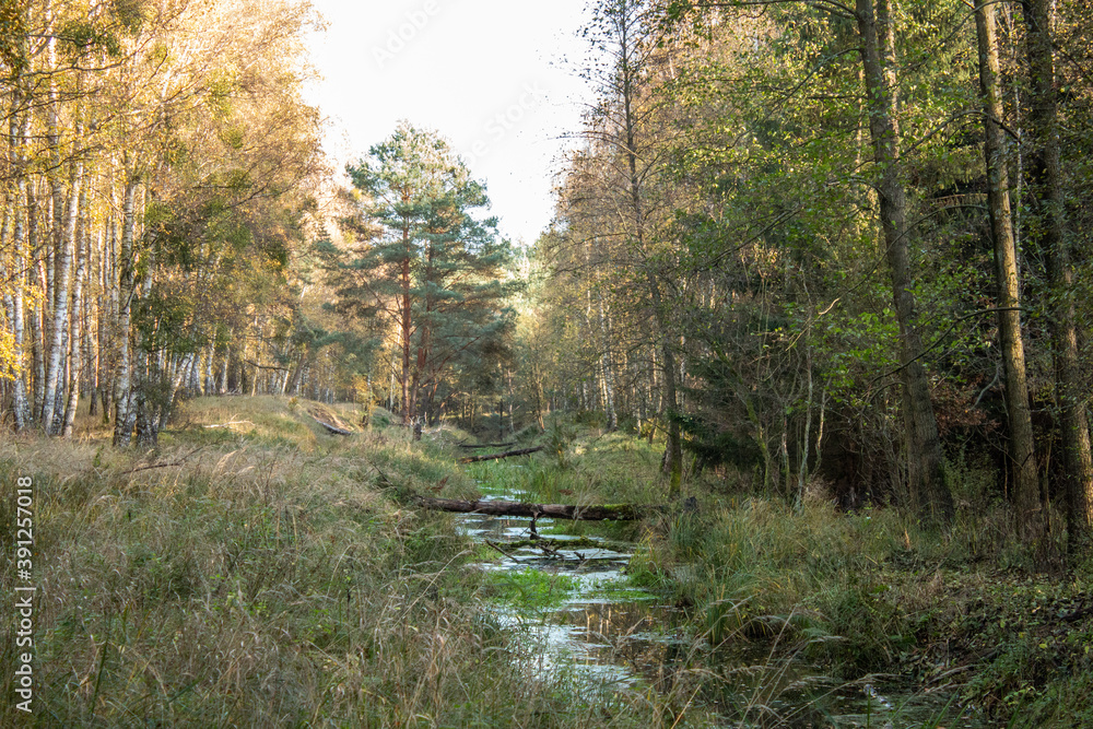 Obraz premium A small river flowing through the forest