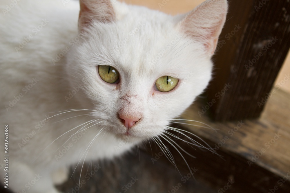 Portrait of a white cat looking at the camera