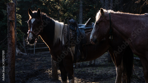 Two backlit tied up horses (paint quarter horse and a strawberry roan gelding) waiting at the corral.