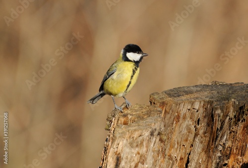 A big tit (Parus major) sits on an old stump on a Sunny autumn morning. Moscow region. Russia.