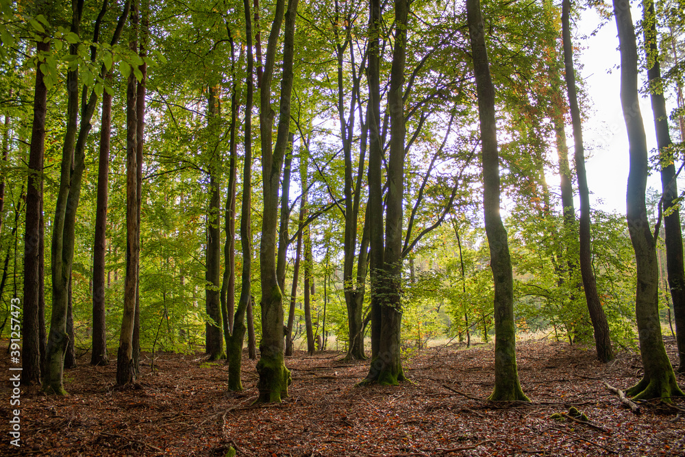 Naklejka premium The forest in the fall season