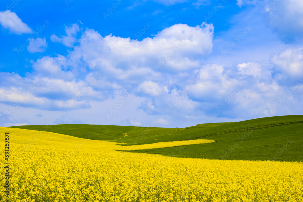 oilseed rape, yellow fields cultivated with this energy plant. oilseed rape, yellow fields cultivated with this energy plant.