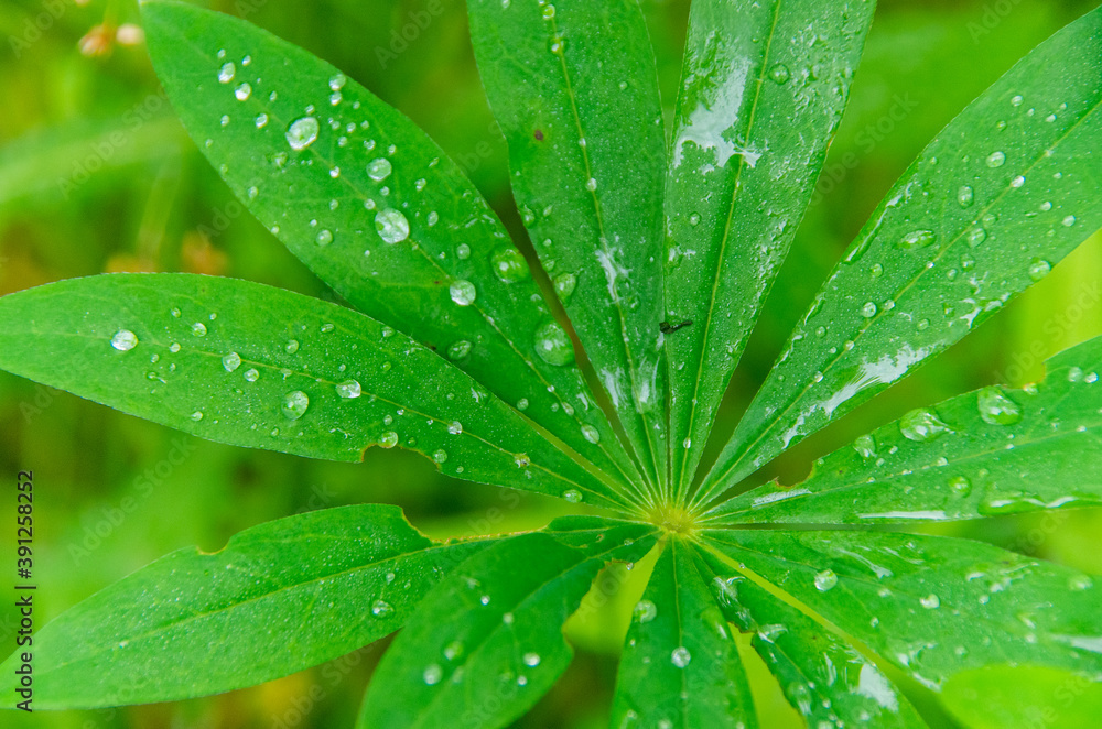 Lupinenblatt mit Wassertropfen Lupinenblatt mit Wassertropfen