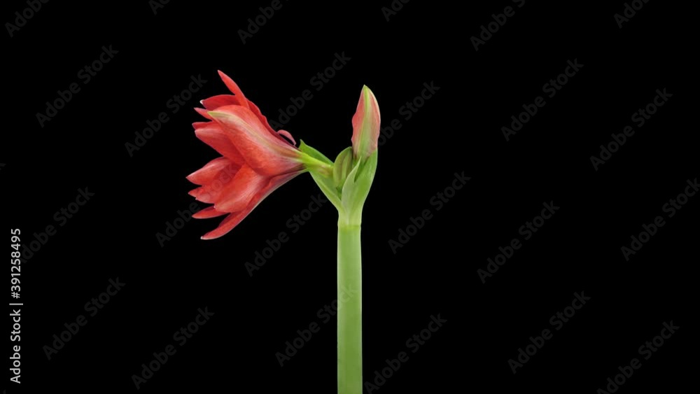 Time-lapse of opening Hot Peacock amaryllis Christmas flower 3a4 in 4K PNG+ format with ALPHA transparency channel isolated on black background
Time-lapse of opening Hot Peacock amaryllis Christmas flower 3a4 in 4K PNG+ format with ALPHA transparency channel isolated on black background