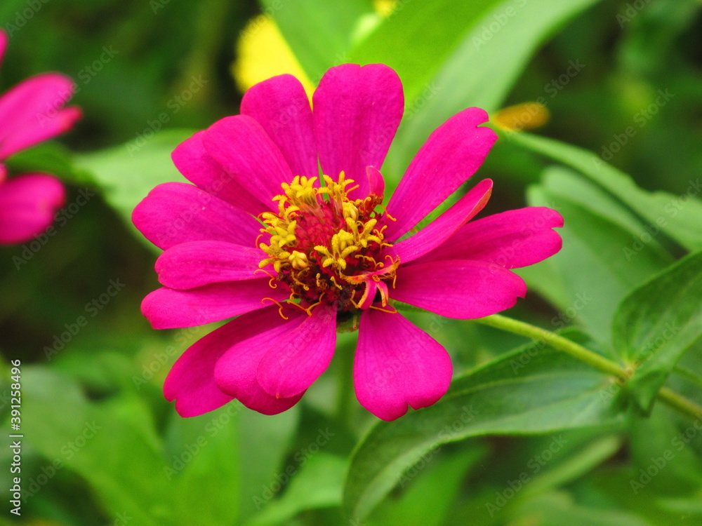 Obraz premium flower