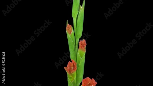 Time-lapse of opening hybrid gladiolus flower 1b1 in PNG+ format with ALPHA transparency channel isolated on black background
 photo