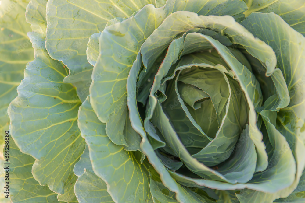Obraz premium Soft focus of Big cabbage on the ground in the morning with mild sunshine in the garden.Head of green fresh cabbage.Organic vegetables.