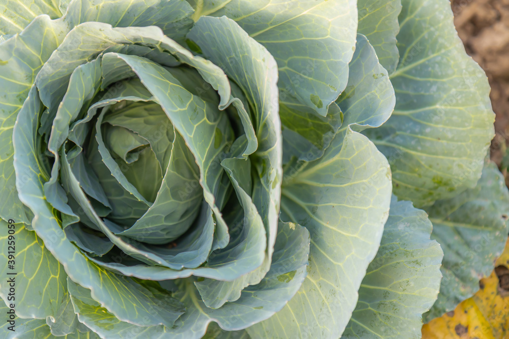 Obraz premium Soft focus of Big cabbage on the ground in the morning with mild sunshine in the garden.Head of green fresh cabbage.Organic vegetables.