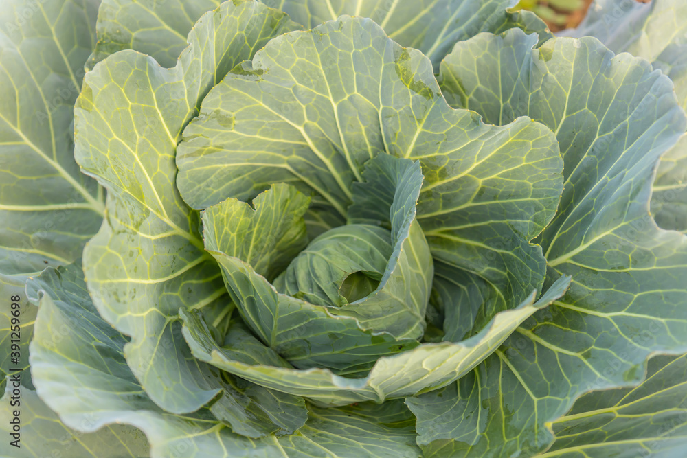 Fototapeta premium Soft focus of Big cabbage on the ground in the morning with mild sunshine in the garden.Head of green fresh cabbage.Organic vegetables.
