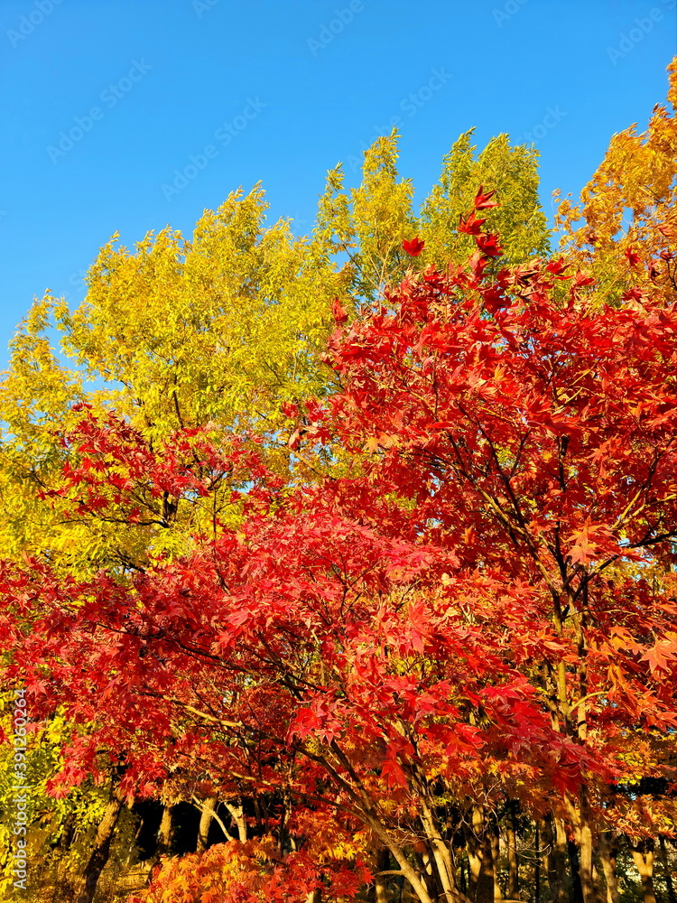 brilliantly colored trees in the autumn