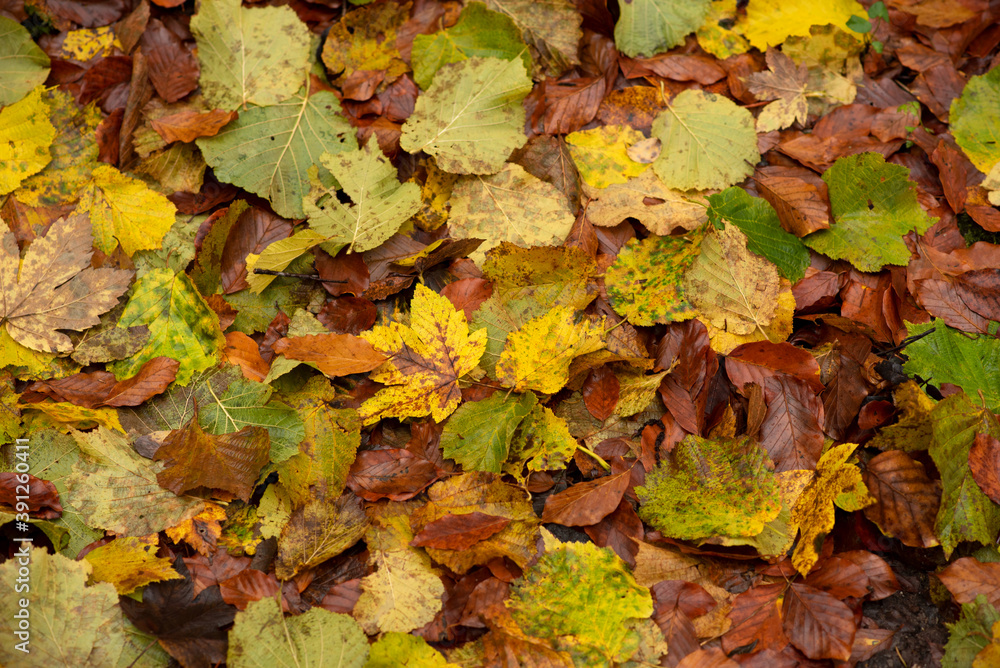 Patterns of colorful leaves in autumn park.