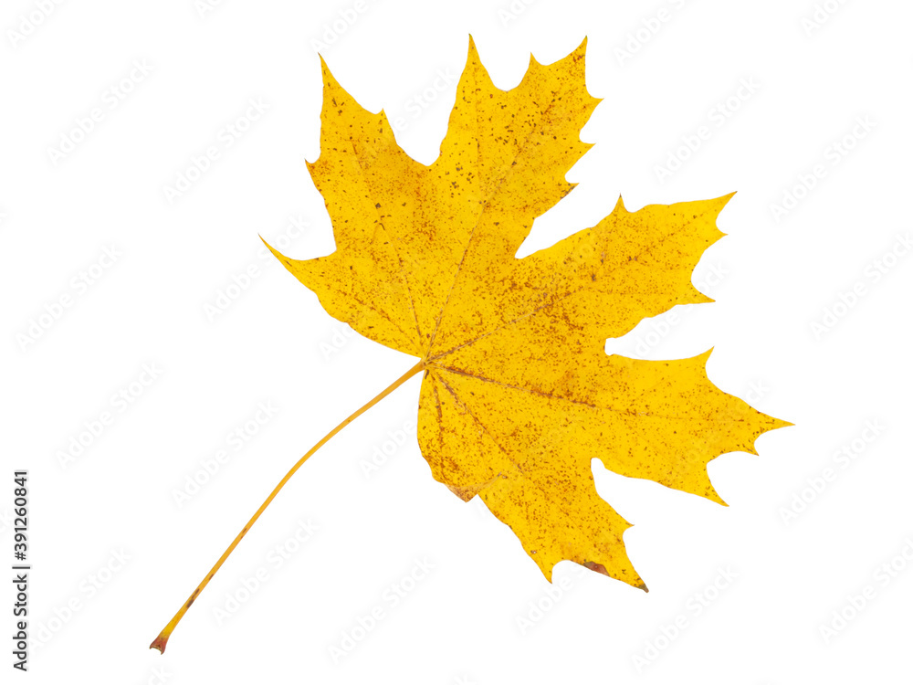 Yellow autumn leaf isolated on the white Yellow autumn leaf isolated on the white