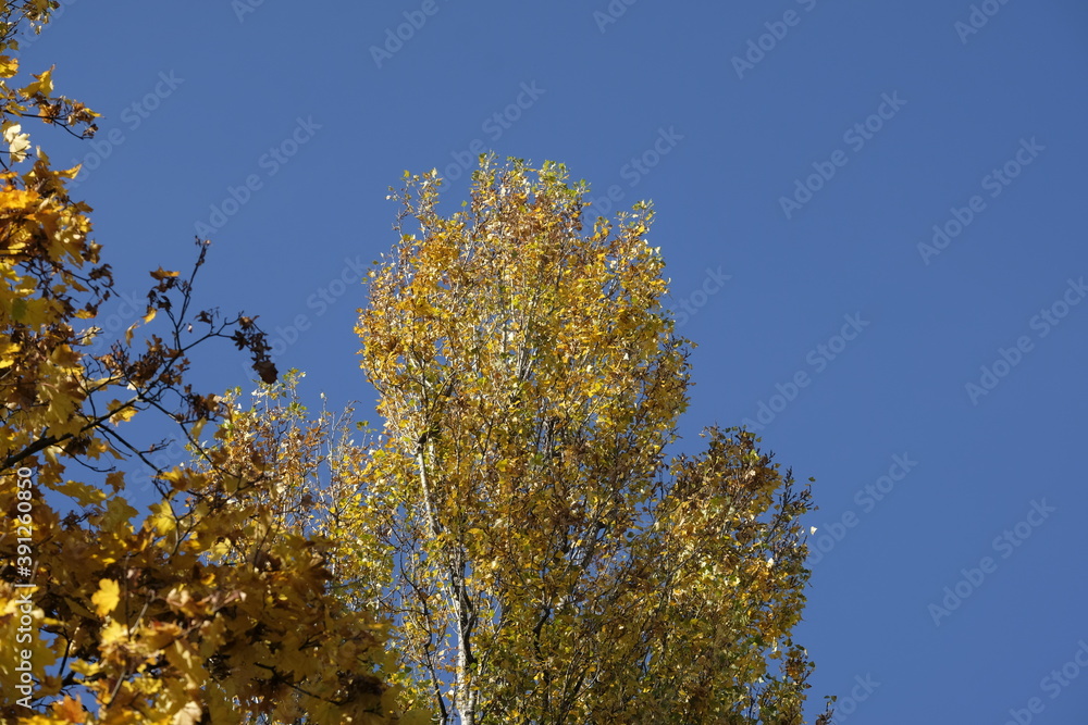 Fototapeta premium autumn leaves of Ginkgo Biloba