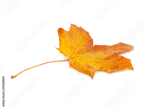 Yellow autumn leaf isolated on the white