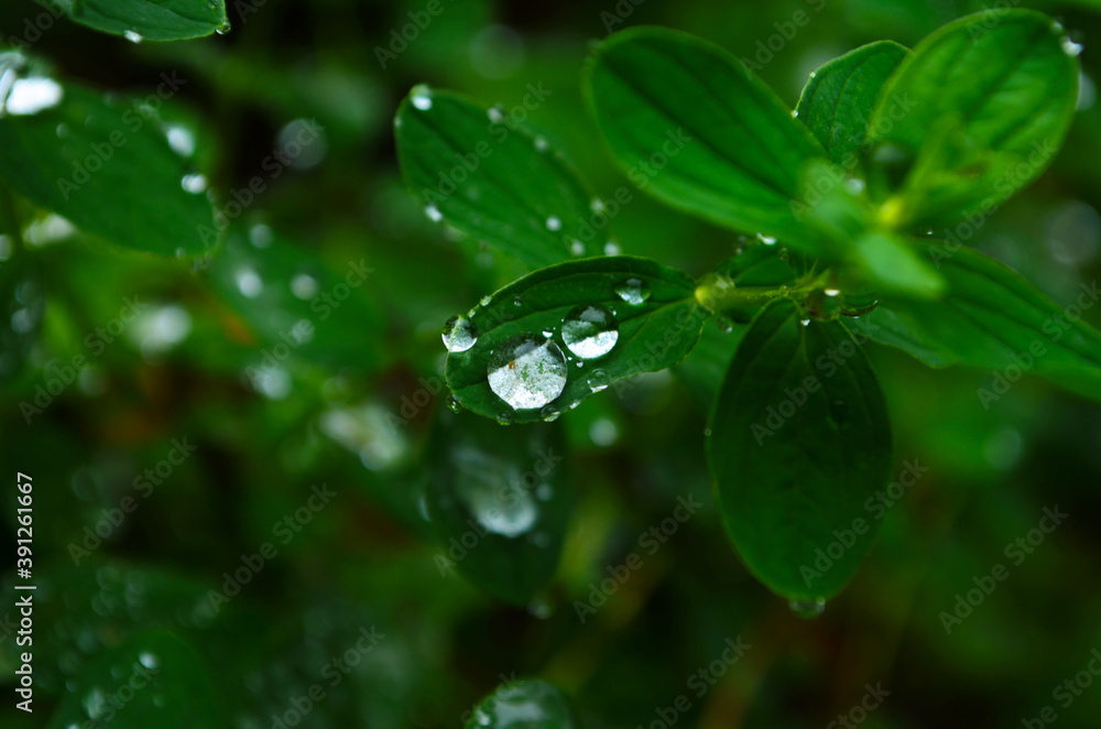 water drops on the green grass close up water drops on the green grass close up