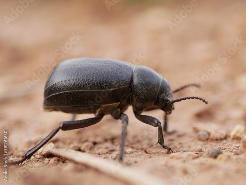 Macrophotograph of a large black beetle Pimelia capito with a dent in the shell crawling on the ground red-brown on a Sunny summer day. An insect in its natural environment. © Vladimir Kazachkov
