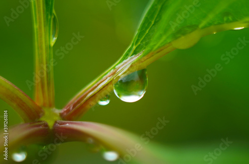 water drops on the green grass close up