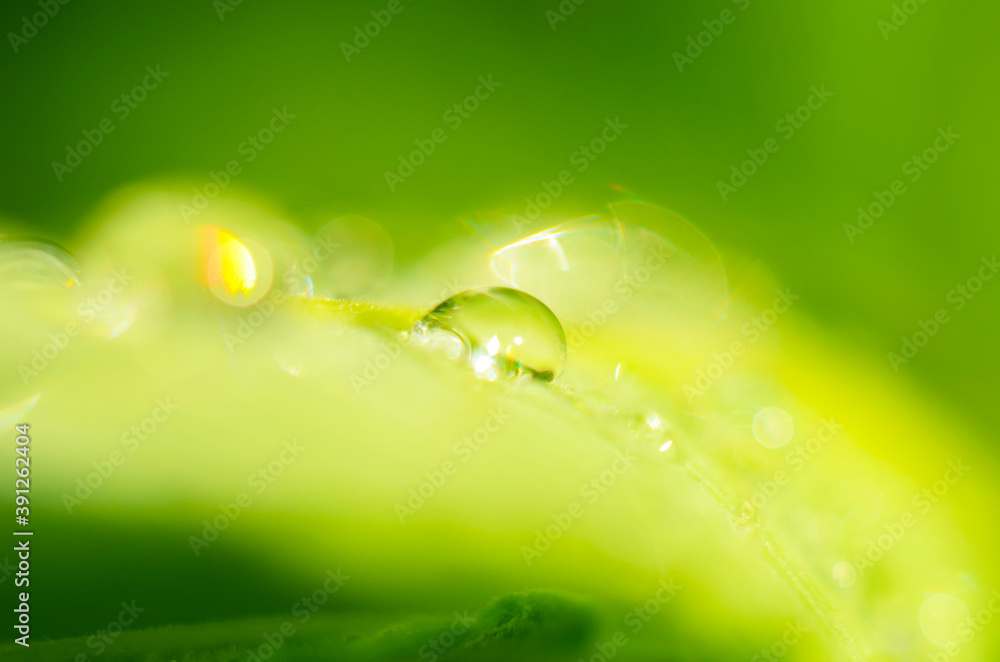 water drops on the green grass close up water drops on the green grass close up