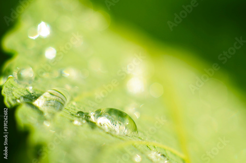 water drops on the green grass close up