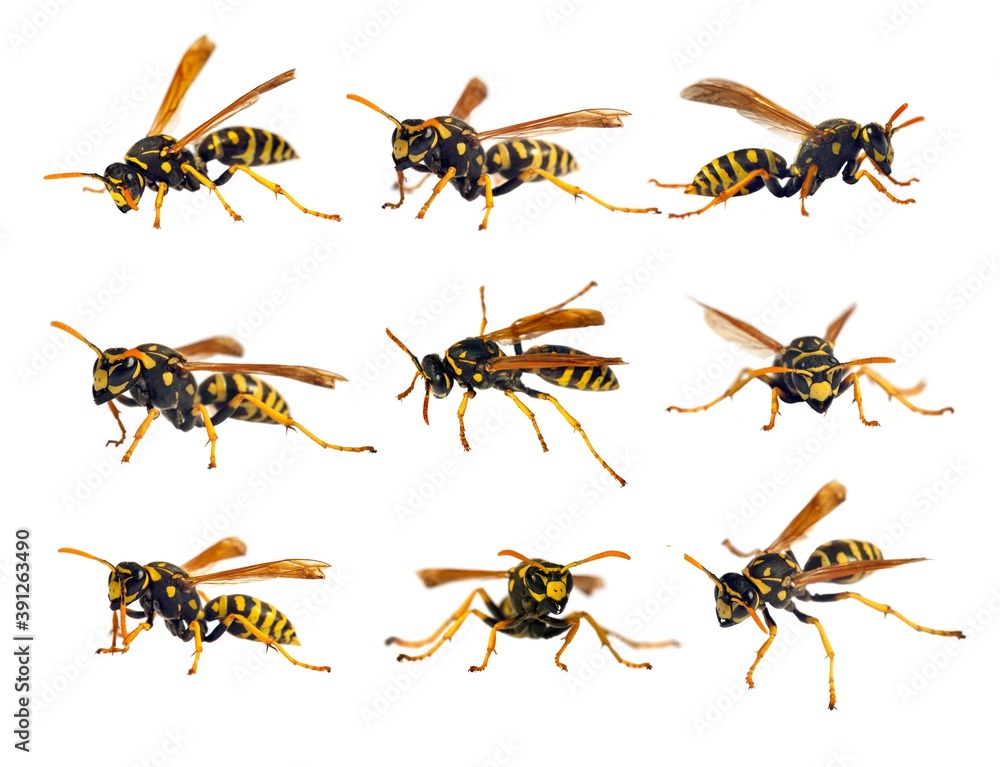 European wasp German wasp or German yellowjacket European wasp German wasp or German yellowjacket