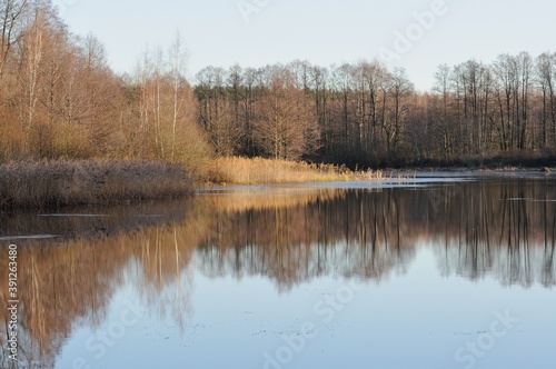 Sunlight and shade on the grass and trees on the shore of a forest lake. Moscow region. Russia.