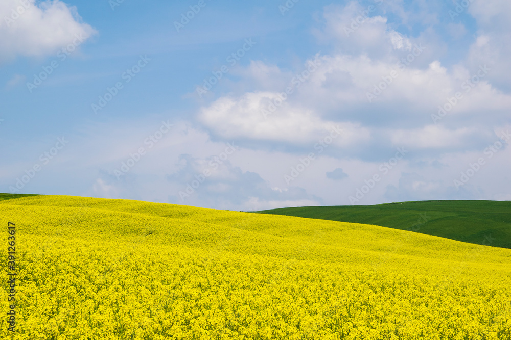 oilseed rape, yellow fields cultivated with this energy plant.