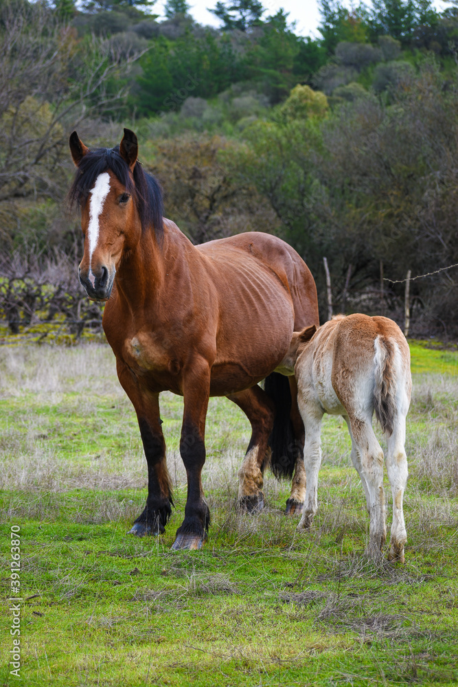Fototapeta premium Yegua amamantando a potrillo recién nacido en campo