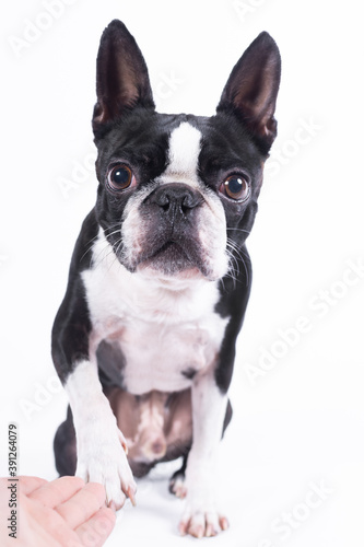 Boston terrier in studio, breed, dog, frenchie, bulldog