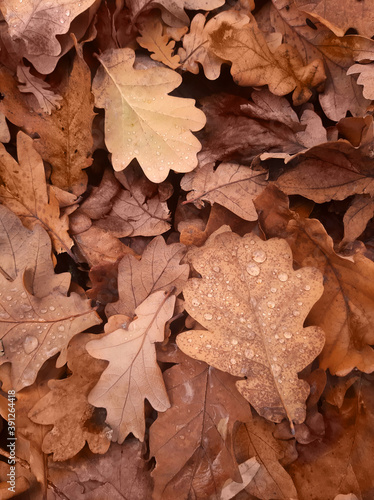 background of fallen dry oak leaves.