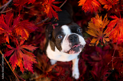 Boston terrier in autumn background, breed, dog, 