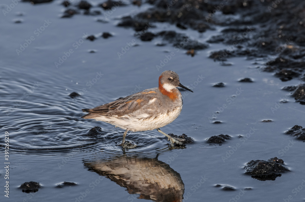 Red-necked Phalarope (Phalaropus lobatus) female in Barents Sea coastal area, Russia Red-necked Phalarope (Phalaropus lobatus) female in Barents Sea coastal area, Russia