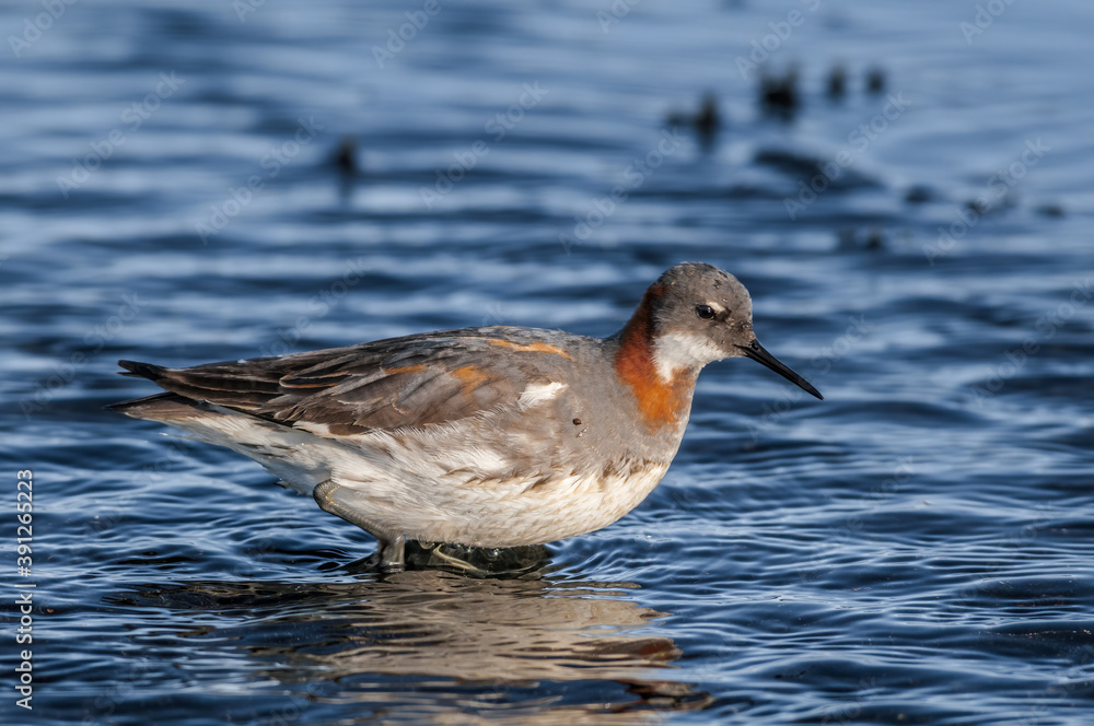 Red-necked Phalarope (Phalaropus lobatus) female in Barents Sea coastal area, Russia Red-necked Phalarope (Phalaropus lobatus) female in Barents Sea coastal area, Russia