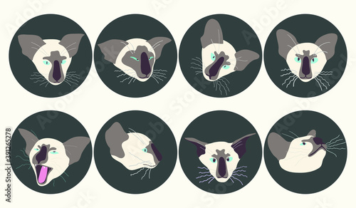 Emotions of Oriental Cat. Vector illustration, circle stickers with head of Cornish rex cat breed. Yawning, angry, bored, calm, watching, concentrated domestic pet. Isolated elements, graphic design