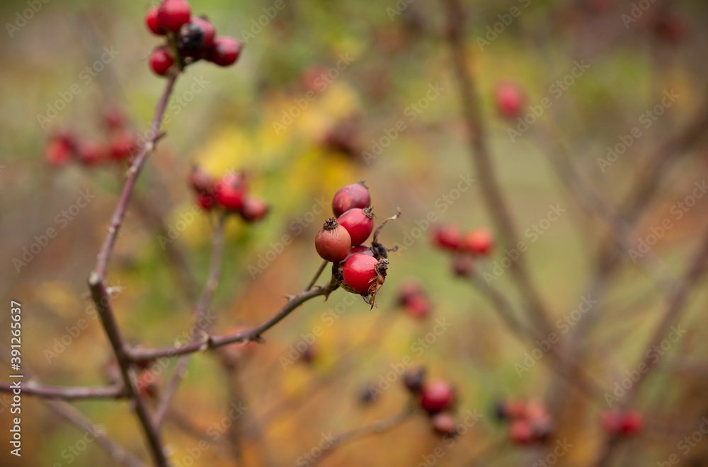 Rosa Canina, red berries bush. Autumn view with Rosa Canina. Rosa Canina, red berries bush. Autumn view with Rosa Canina.