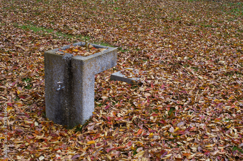 Fototapeta premium 落ち葉の公園