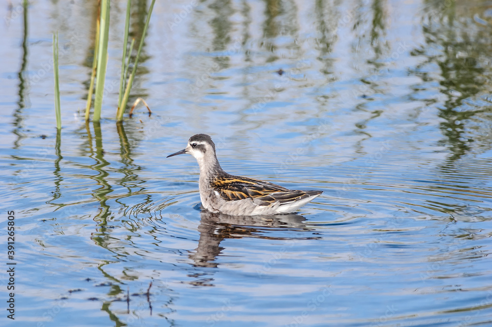 Fototapeta premium Immature Red-necked Phalarope (Phalaropus lobatus) in Barents Sea coastal area, Russia