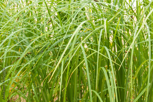 green, fresh natural plants grass with raindrops on the background of a natural pond