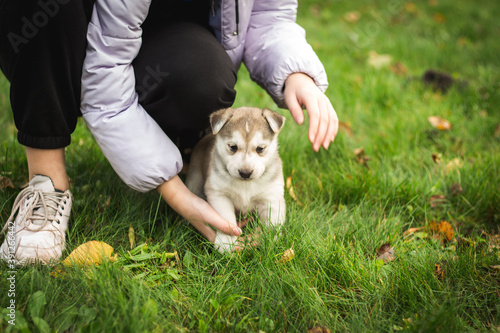 Portrait of a husky puppy in the yard. Sleepy puppy dog sitting next to the human on the grass. Husky puppy outside. Image for veterinary clinics, sites about dogs. pet care concept