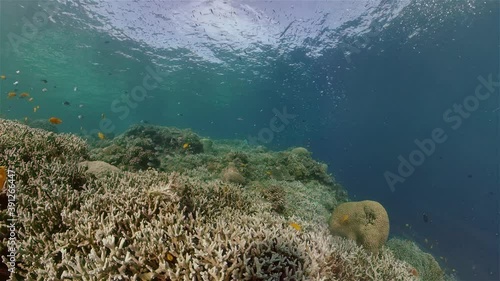 Wallpaper Mural Colourful tropical coral reef. Scene reef. Marine life sea world. Philippines. Torontodigital.ca