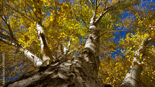 Birch in the fall. Yellow birch leaves in front of a blue sky. ( Betula ) photo