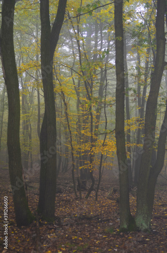 Nature, autumn fog in forest