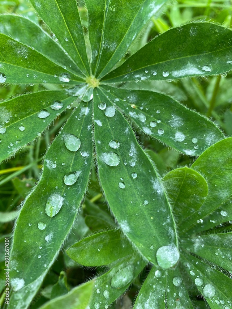 Fototapeta premium water drops on green leaf
