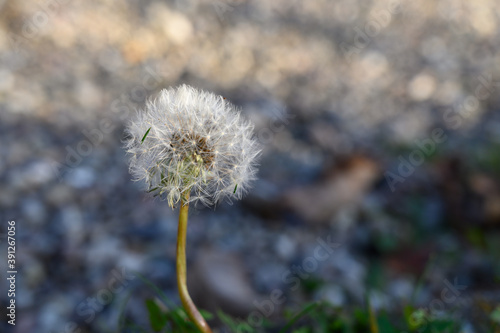 Pusteblume vor Kiesbett in der Stadt