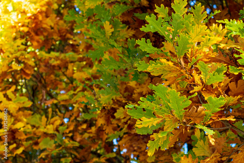 yellow and green leaves on an oak tree in autumn. Selective focus background with a place for your text