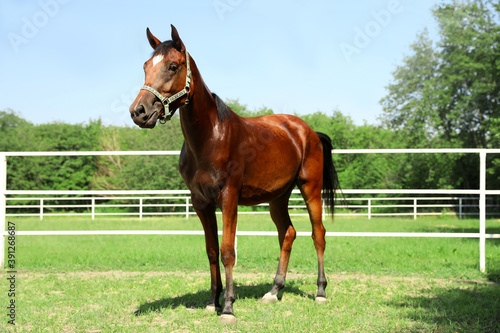 Bay horse in paddock on sunny day. Beautiful pet