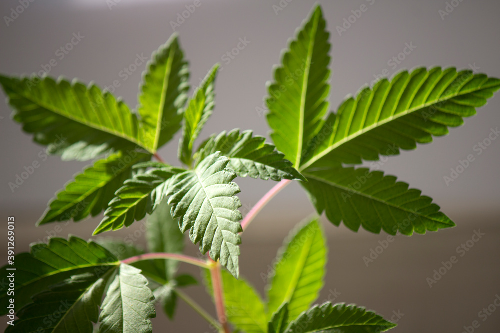 Hemp plant close up photo. Green leaves of cannabis. Hemp plant close up photo. Green leaves of cannabis.