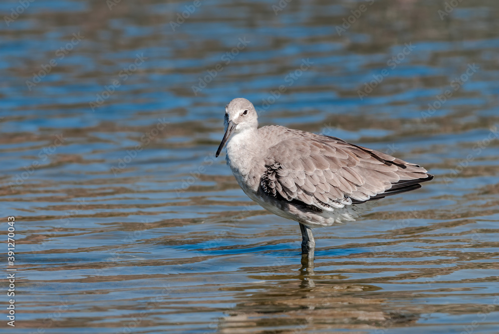 Obraz premium Willet (Catoptrophorus semipalmatus) in Malibu Lagoon, California, USA