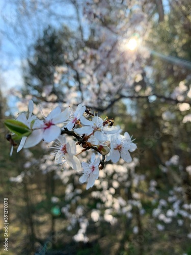 tree in spring