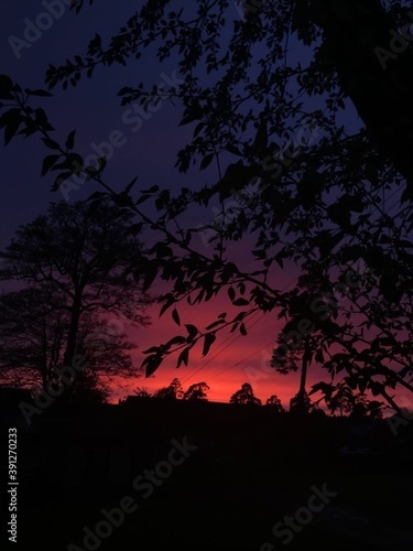 sunset in the woods